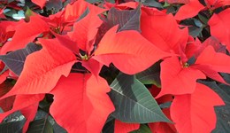 Grower experiences of using regulated deficit irrigation on poinsettia crops